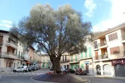 Restaurante Pizzeria SA Plaça - Santa Margalida