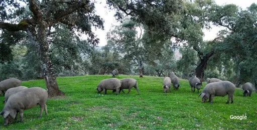 Foto de Durán Sánchez
