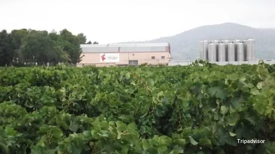 Foto de Bodega Santa Catalina del Mañan